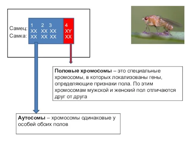 1 2 3 4 Самец: ХХ ХХ ХХ ХУ Самка: ХХ ХХ