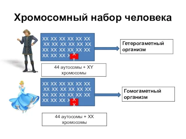 Хромосомный набор человека ХХ ХХ ХХ ХХ ХХ ХХ ХХ ХХ ХХ