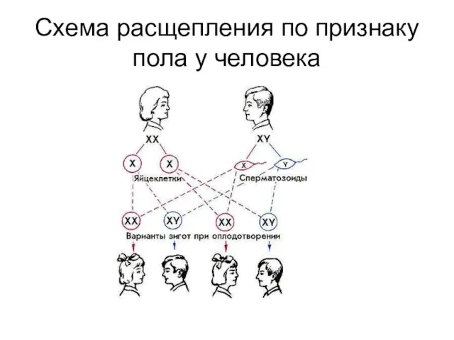 Схема расщепления по признаку пола у человека