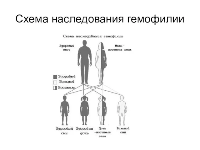 Схема наследования гемофилии