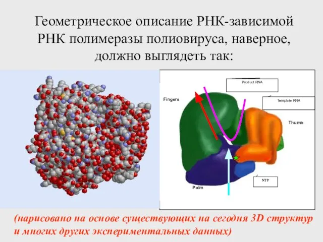 Геометрическое описание РНК-зависимой РНК полимеразы полиовируса, наверное, должно выглядеть так: (нарисовано на