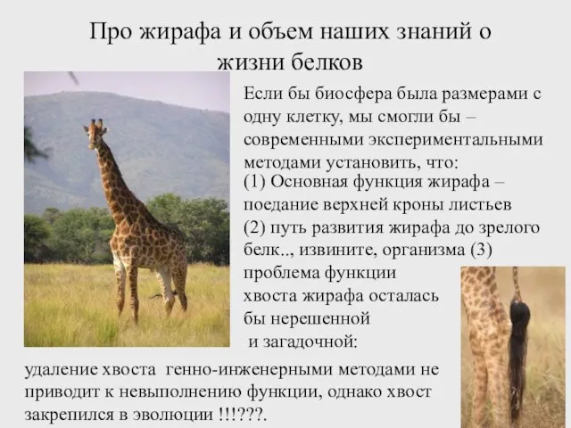 Про жирафа и объем наших знаний о жизни белков (1) Основная функция