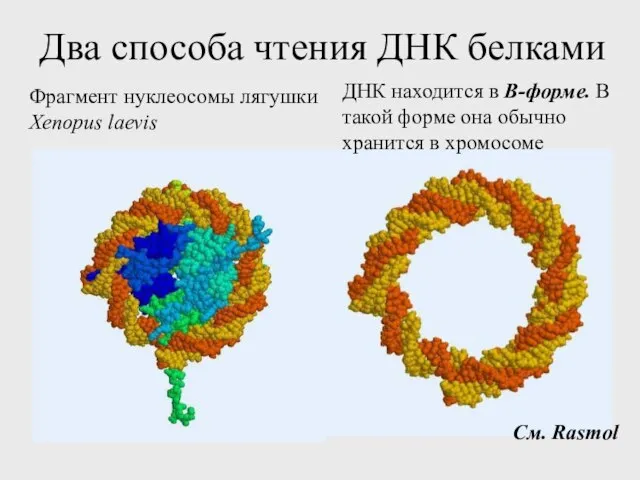 Два способа чтения ДНК белками Фрагмент нуклеосомы лягушки Xenopus laevis См. Rasmol