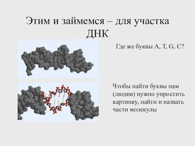 Этим и займемся – для участка ДНК Где же буквы A, T,