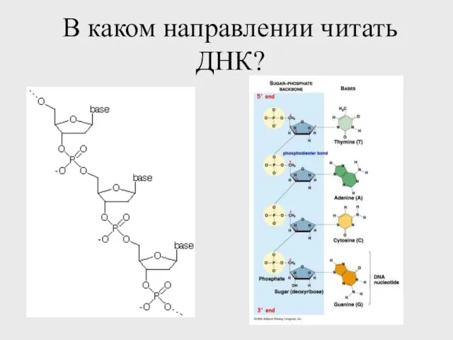 В каком направлении читать ДНК?