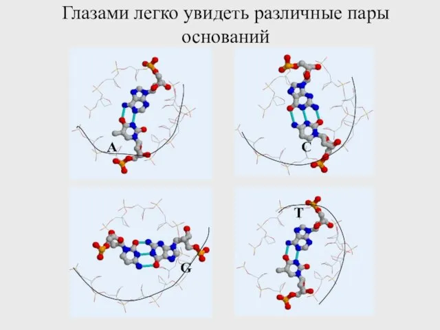 Глазами легко увидеть различные пары оснований A C T G