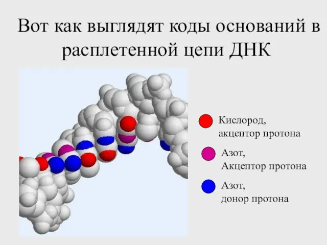 Вот как выглядят коды оснований в расплетенной цепи ДНК Кислород, акцептор протона