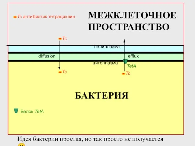 периплазма цитоплазма diffusion TetA efflux Белок TetA БАКТЕРИЯ МЕЖКЛЕТОЧНОЕ ПРОСТРАНСТВО Идея бактерии