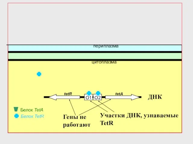 O2 O1 Белок TetR периплазма цитоплазма tetR tetA Белок TetA ДНК Гены