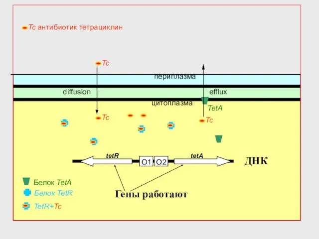 O2 O1 Белок TetR периплазма цитоплазма tetR tetA diffusion TetR+Tc Белок TetA ДНК Гены работают