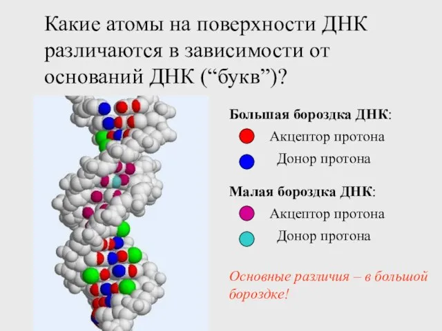 Какие атомы на поверхности ДНК различаются в зависимости от оснований ДНК (“букв”)?