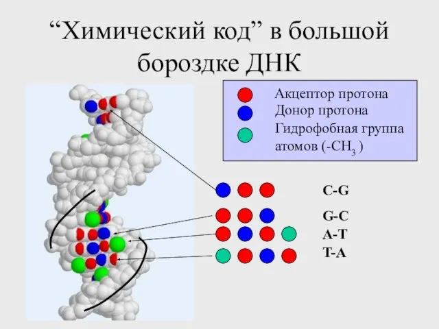 “Химический код” в большой бороздке ДНК A-T T-A G-C C-G Акцептор протона