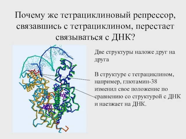 Почему же тетрациклиновый репрессор, связавшись с тетрациклином, перестает связываться с ДНК? Две