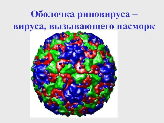 Оболочка риновируса – вируса, вызывающего насморк