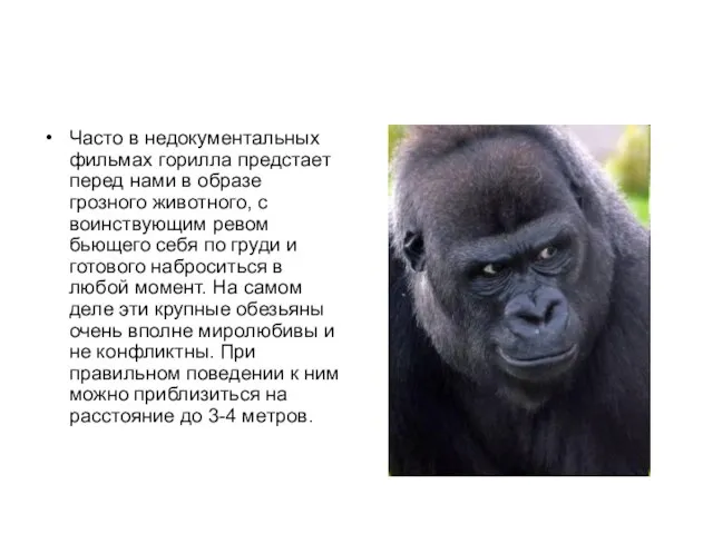 Часто в недокументальных фильмах горилла предстает перед нами в образе грозного животного,