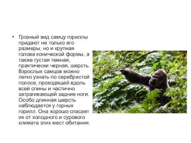 Грозный вид самцу гориллы придают не только его размеры, но и крупная