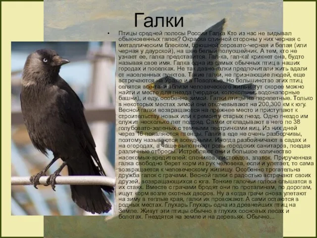Галки Птицы средней полосы России Галка Кто из нас не видывал обыкновенных