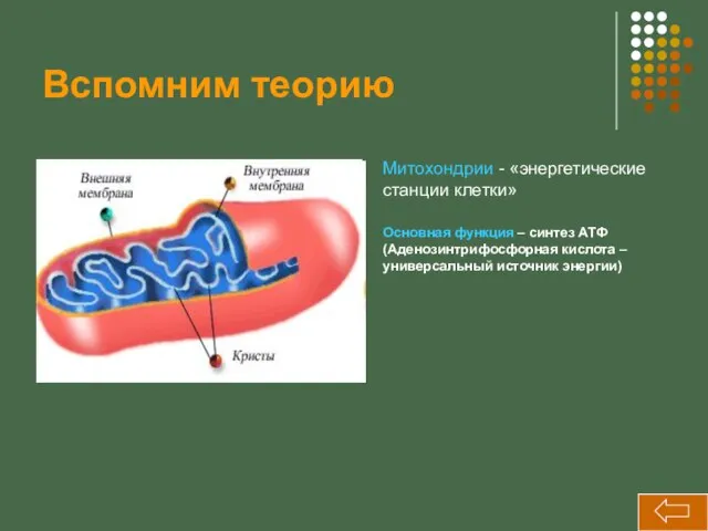 Вспомним теорию Митохондрии - «энергетические станции клетки» Основная функция – синтез АТФ