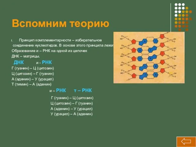 Вспомним теорию Принцип комплементарности – избирательное соединение нуклеотидов. В основе этого принципа