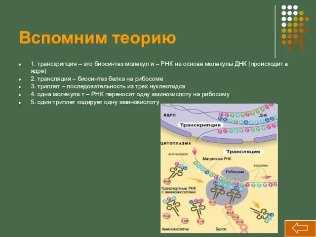 Вспомним теорию 1. транскрипция – это биосинтез молекул и – РНК на