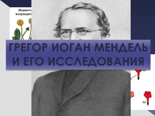 ГРЕГОР ИОГАН МЕНДЕЛЬ И ЕГО ИССЛЕДОВАНИЯ