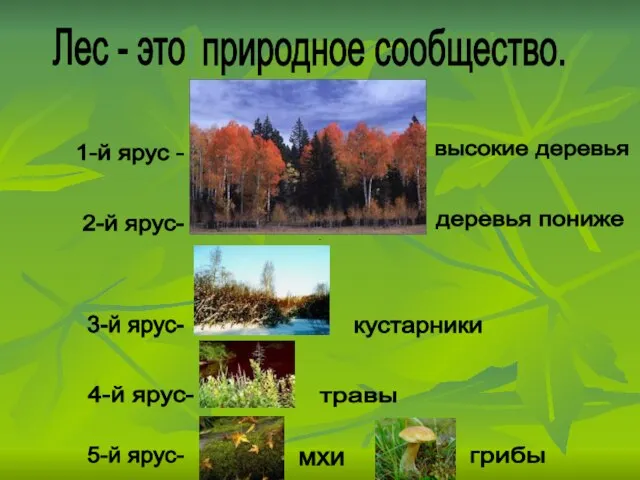 Лес - это природное сообщество. 1-й ярус - 2-й ярус- 3-й ярус-