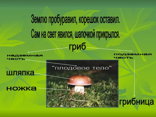 Землю пробуравил, корешок оставил. Сам на свет явился, шапочкой прикрылся. шляпка ножка