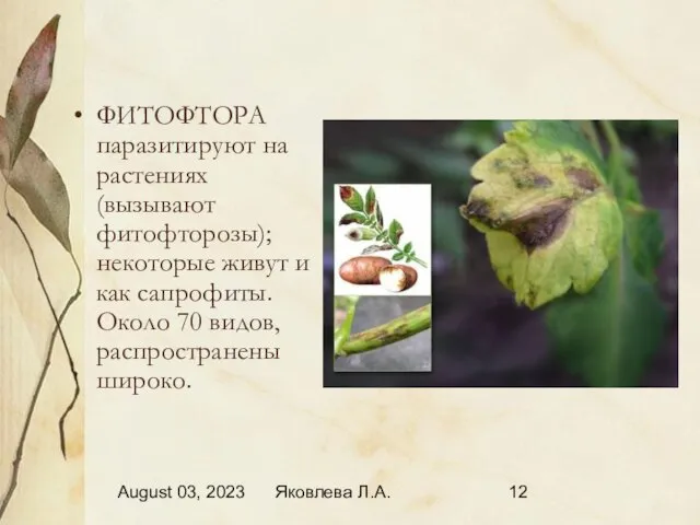 August 03, 2023 Яковлева Л.А. ФИТОФТОРА паразитируют на растениях (вызывают фитофторозы); некоторые