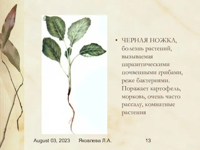 August 03, 2023 Яковлева Л.А. ЧЕРНАЯ НОЖКА, болезнь растений, вызываемая паразитическими почвенными