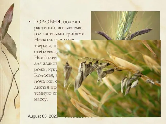 August 03, 2023 Яковлева Л.А. ГОЛОВНЯ, болезнь растений, вызываемая головневыми грибами. Несколько