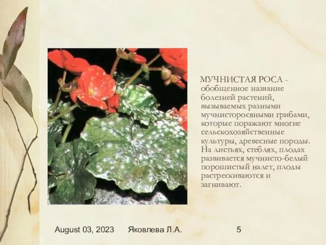 August 03, 2023 Яковлева Л.А. МУЧНИСТАЯ РОСА - обобщенное название болезней растений,