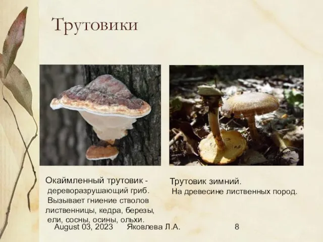 August 03, 2023 Яковлева Л.А. Трутовики Окаймленный трутовик - дереворазрушающий гриб. Вызывает