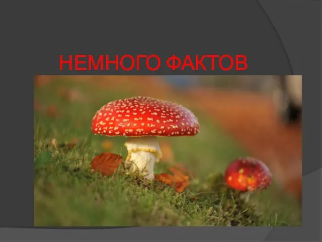 НЕМНОГО ФАКТОВ