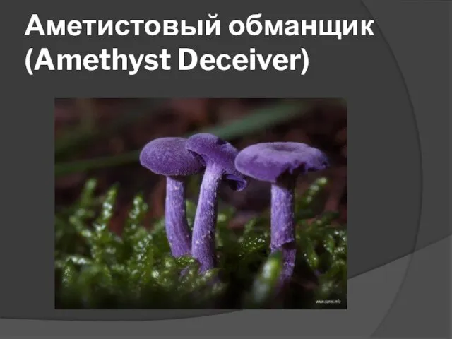 Аметистовый обманщик (Amethyst Deceiver)