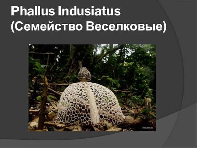 Phallus Indusiatus (Семейство Веселковые)