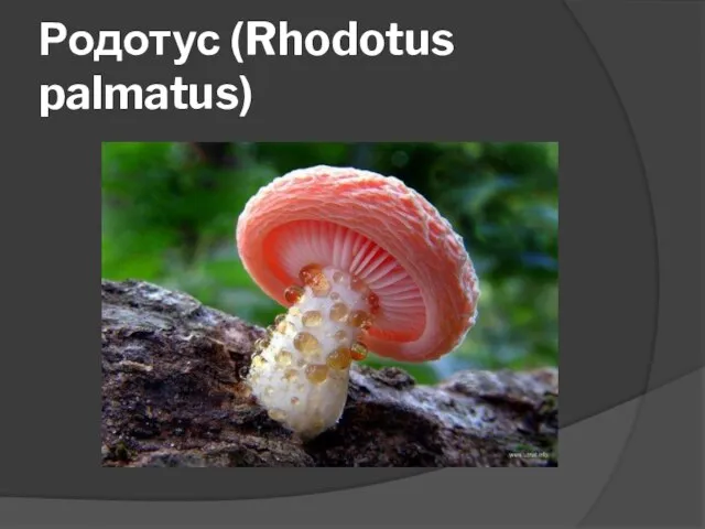 Родотус (Rhodotus palmatus)