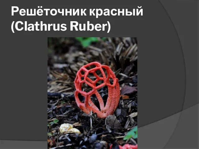 Решёточник красный (Clathrus Ruber)