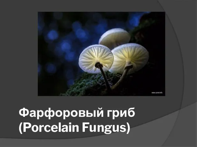 Фарфоровый гриб (Porcelain Fungus)
