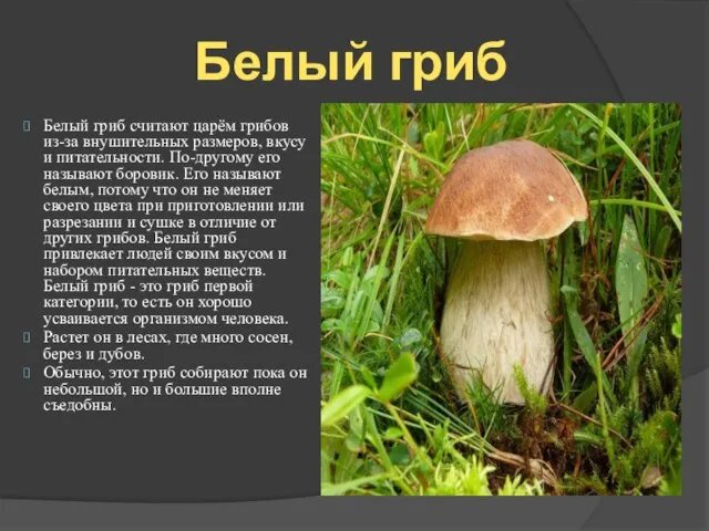 Белый гриб считают царём грибов из-за внушительных размеров, вкусу и питательности. По-другому