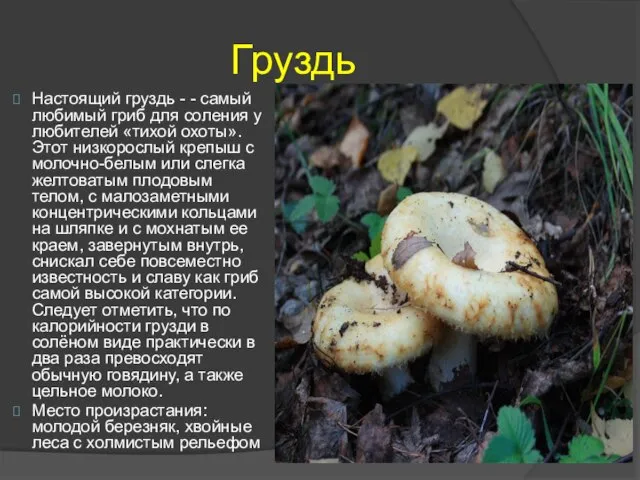 Груздь Настоящий груздь - - самый любимый гриб для соления у любителей