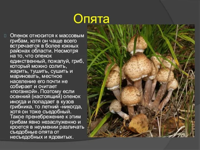 Опята Опенок относится к массовым грибам, хотя он чаще всего встречается в
