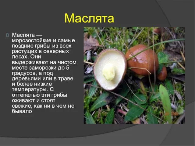 Маслята Маслята — морозостойкие и самые поздние грибы из всех растущих в