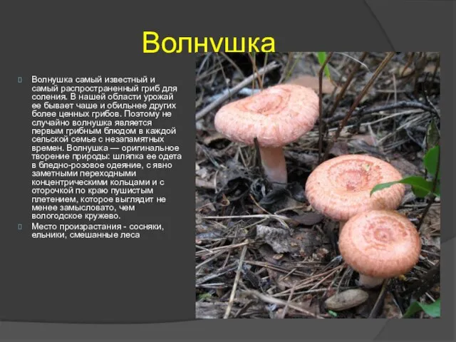 Волнушка Волнушка самый известный и самый распространенный гриб для соления. В нашей