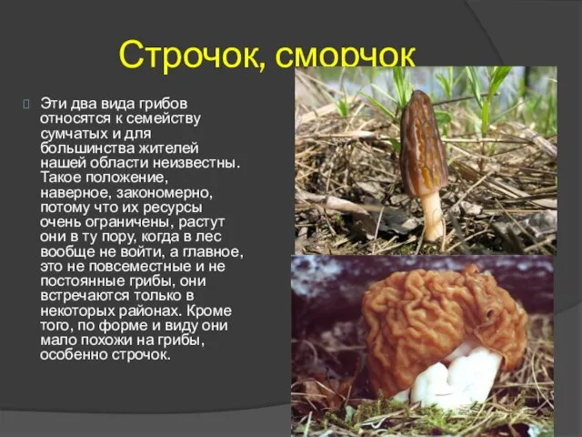 Строчок, сморчок Эти два вида грибов относятся к семейству сумчатых и для