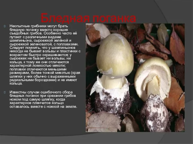 Бледная поганка Неопытные грибники могут брать бледную поганку вместо хороших съедобных грибов.