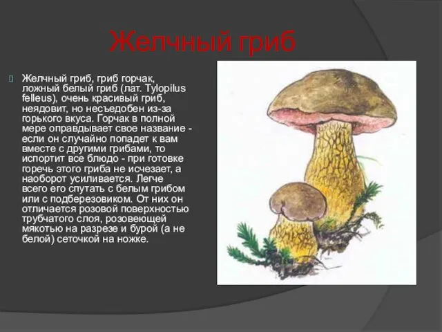 Желчный гриб Желчный гриб, гриб горчак, ложный белый гриб (лат. Tylopilus felleus),