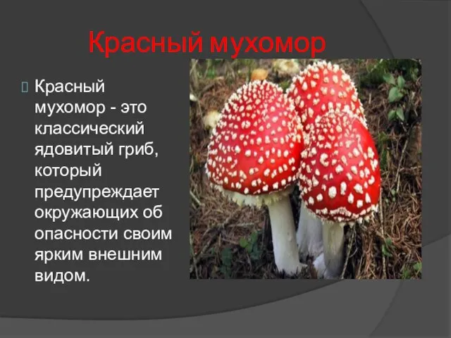 Красный мухомор Красный мухомор - это классический ядовитый гриб, который предупреждает окружающих