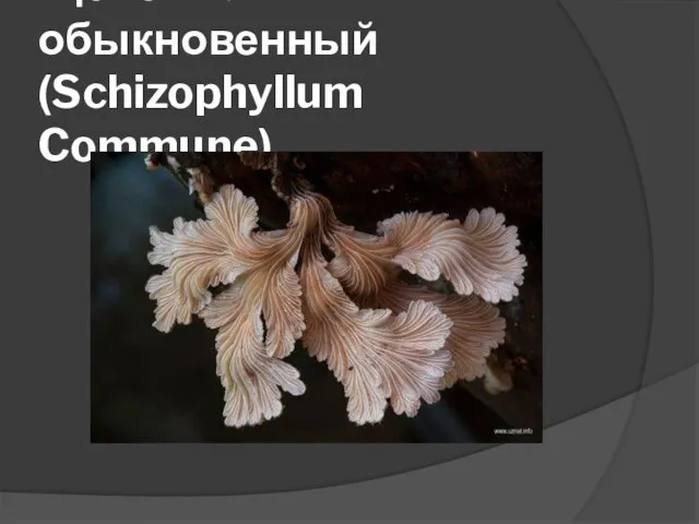 Щелелистник обыкновенный (Schizophyllum Commune)