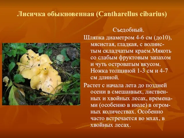 Лисичка обыкновенная (Cantharellus cibarius) Съедобный. Шляпка диаметром 4-6 см (до10), мясистая, гладкая,