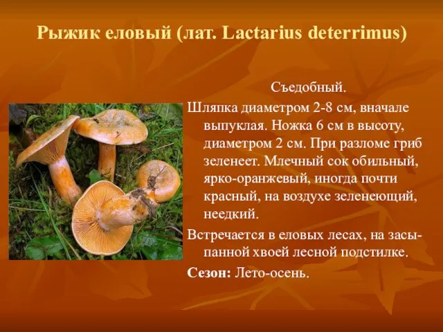 Рыжик еловый (лат. Lactarius deterrimus) Съедобный. Шляпка диаметром 2-8 см, вначале выпуклая.